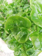 Alternanthera sissoo