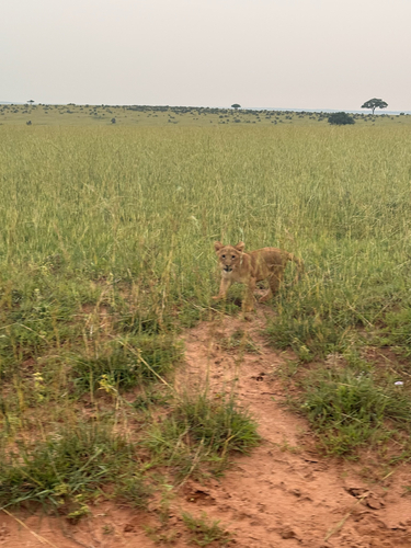 Lion
