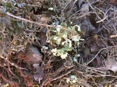 Cladonia convoluta