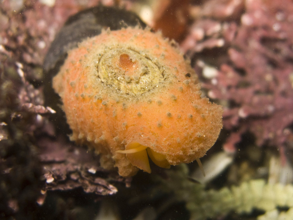 two-spot keyhole limpet