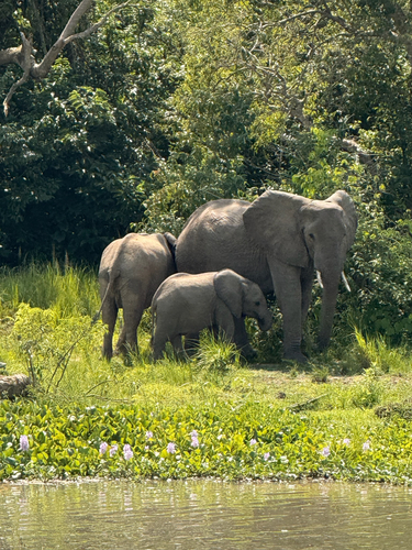 African Savanna Elephant