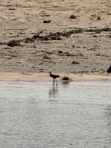 African Jacana