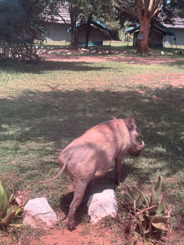 Common Warthog