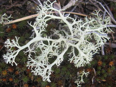 Cladonia submitis