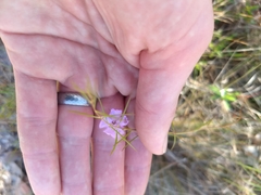 Agalinis maritima grandiflora