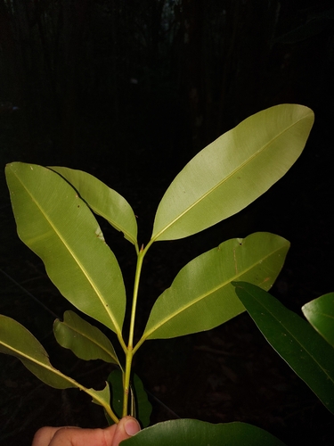 Calophyllum brasiliense (Calophyllum brasiliense)