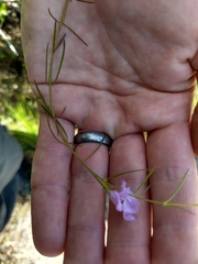 Agalinis maritima grandiflora
