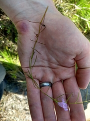Agalinis maritima grandiflora