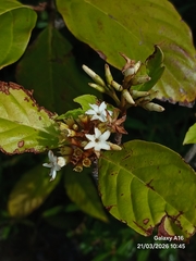 Snowflake bush (Amaioua corymbosa)