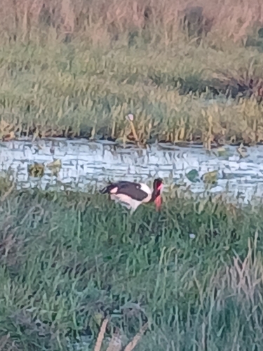 iNaturalist: (c) Claude van der Berg, some rights reserved (CC BY-NC), uploaded by Claude van der Berg iNaturalist image