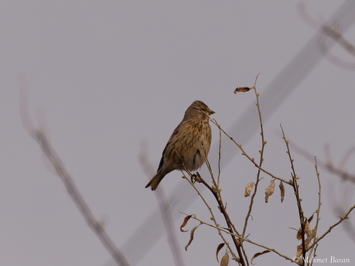 Eurasian Linnet