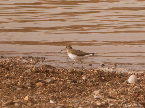 Green Sandpiper