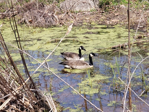 Canada Goose photographed in Kentucky