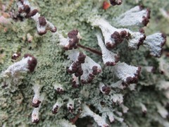 Cladonia parasitica