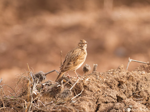 Crested Lark