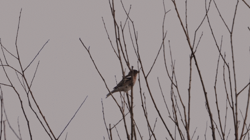 Common Chaffinch