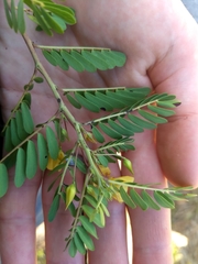Chamaecrista lineata