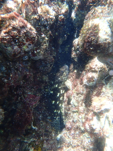 Cirrhitus spilotoceps
