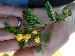 Chamaecrista lineata