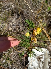 Chamaecrista lineata