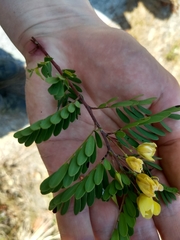 Chamaecrista lineata