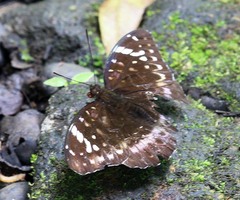 Lexias aeetes