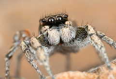 Habronattus anepsius