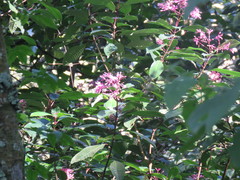 Fuchsia paniculata