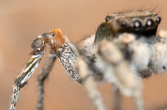 Habronattus anepsius
