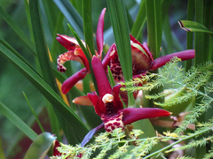 Maxillaria tenuifolia