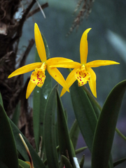 × Brassocattleya