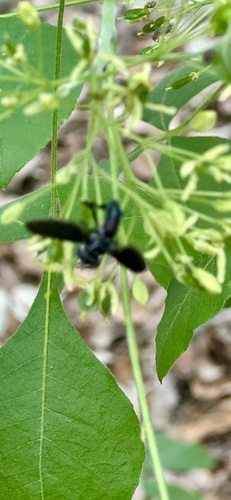 Unknown species found near Poppy Peak St, San Antonio, TX, US