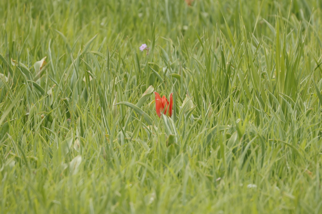 Tulipa agenensis; photograph author not stated, no rights reserved