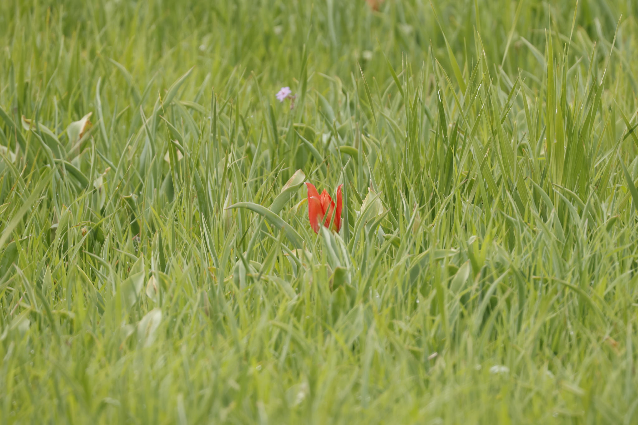 Tulipa Agenensis (Tulipa agenensis)