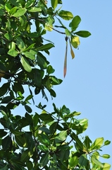 Rhizophora mangle