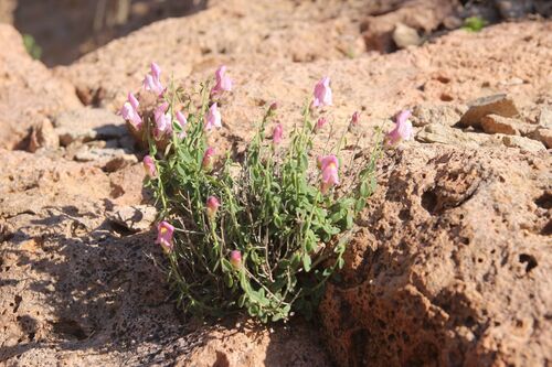 Antirrhinum charidemi