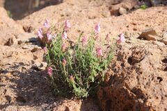 Antirrhinum charidemi