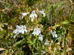 Penstemon attenuatus
