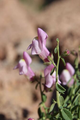 Antirrhinum charidemi, photograph 1