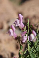 Antirrhinum charidemi, photograph (c) Olivier Argagnon, some rights reserved (CC BY)