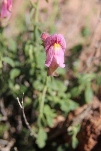 Antirrhinum charidemi, photograph 2
