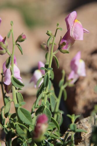 Antirrhinum charidemi, photograph 3