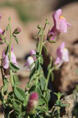 Antirrhinum charidemi, photograph (c) Olivier Argagnon, some rights reserved (CC BY)