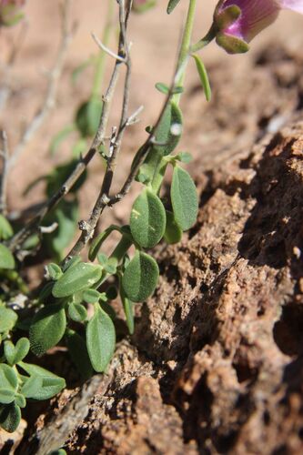 Antirrhinum charidemi, photograph 4