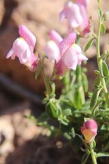 Antirrhinum charidemi, photograph (c) Olivier Argagnon, some rights reserved (CC BY)
