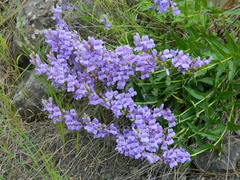 Penstemon venustus