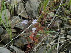 Tonella floribunda