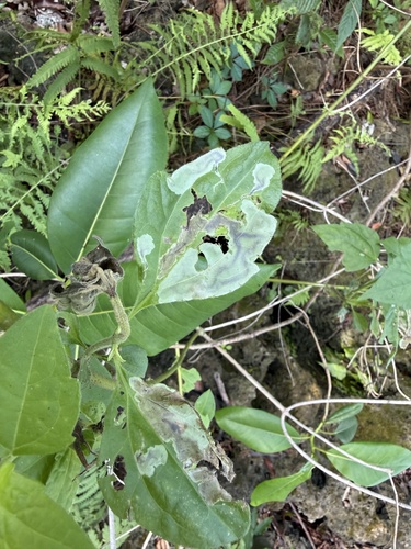 Unknown species found near SW 185th Ln, Cutler Bay, FL, US