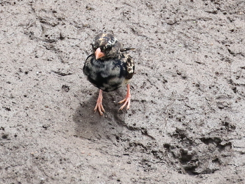 Village Indigobird