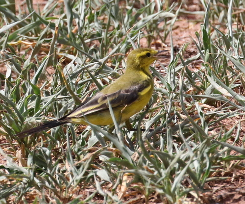 Western Yellow Wagtail